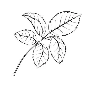 Leaf tee rose on white background. Hybrid tea rose Stock-Illustration