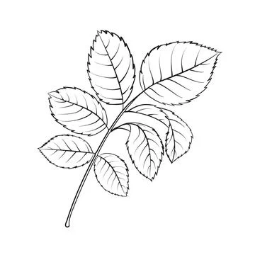 Leaf tee rose on white background. Hybrid tea rose Stock-Illustration