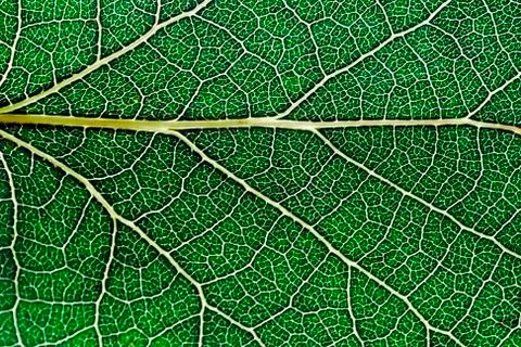 Leaf texture 2 Stock Photos