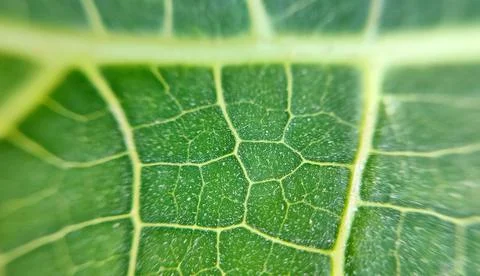 Leaf texture abstract background with closeup view on a leaf vein Stock Photos