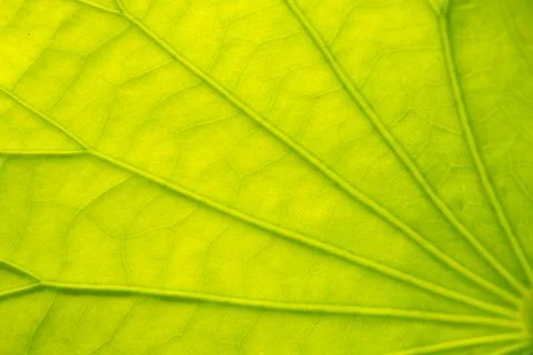 Leaf texture abstract background Stock Photos