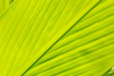 Leaf texture abstract background Stock Photos