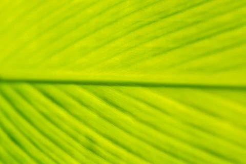 Leaf texture abstract background Stock Photos