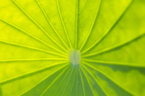 Leaf texture abstract background Stock Photos