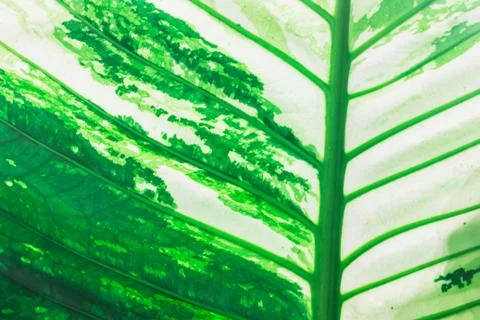 Leaf texture and background close up Stock Photos