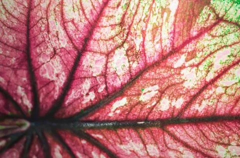 Leaf texture and background close up Stock Photos