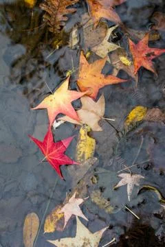 Leaf texture and background on water. Dry leaves texture Stock Photos