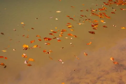 Leaf texture and background on water. Dry leaves texture Stock Photos