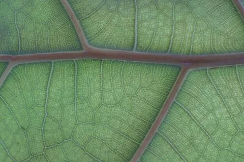 Leaf Texture and Backlit Structure Chlorophyll Symmetry Background Foto stock