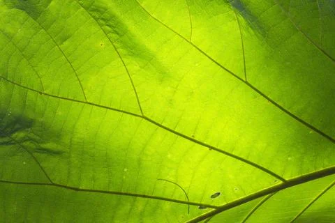 Leaf texture background for design with copy space for text or image. Leaf mo Stock Photos