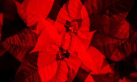 Leaf texture background. Nature, pattern Stock Photos