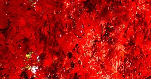 Leaf texture background. Nature, pattern Foto stock