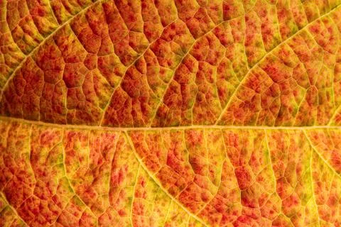 Leaf texture background Stock Photos