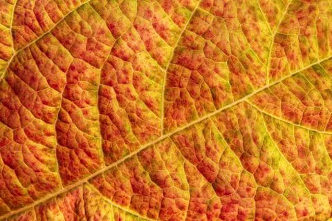 Leaf texture background Stock Photos