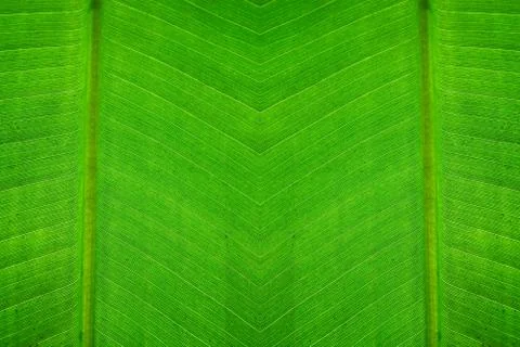 Leaf texture background Stock Photos