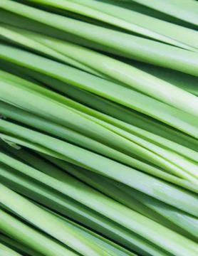 Leaf texture background Stock Photos