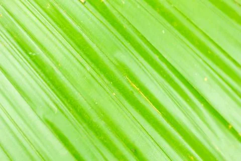 Leaf texture background Stock-Fotos