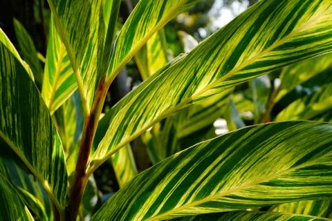 Leaf texture background Stock Photos