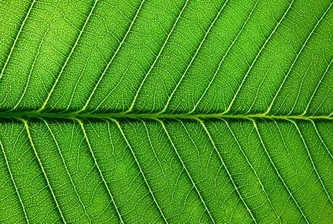 Leaf Texture Background Stock Photos