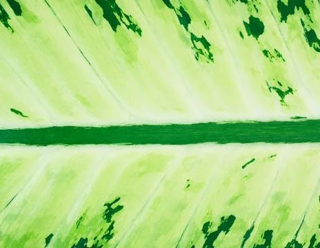 Leaf Texture Background Stock Photos