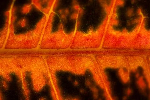 Leaf Texture Background Stock Photos