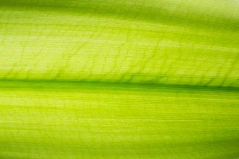 Leaf Texture Background Stock-Fotos