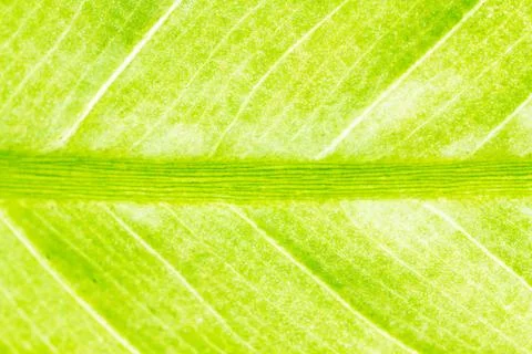 Leaf Texture Background Stock Photos