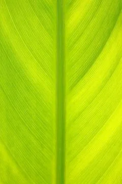 Leaf texture background Stock Photos