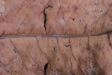 Leaf texture background Stock Photos