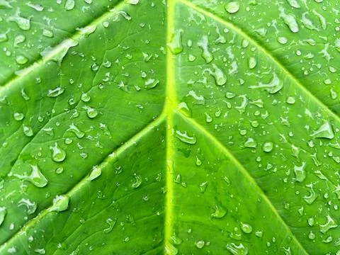 Leaf texture background Stock Photos