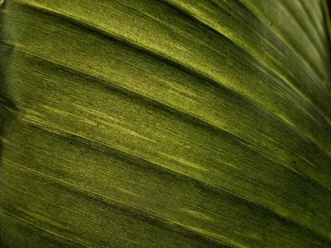 Leaf texture background Stock Photos