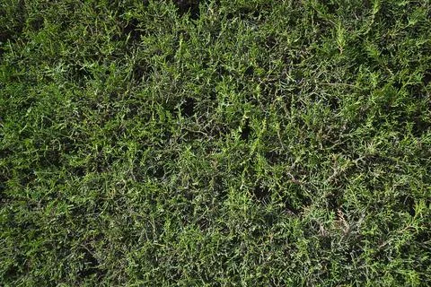 Leaf texture background. Sun. Green grass texture Stock Photos