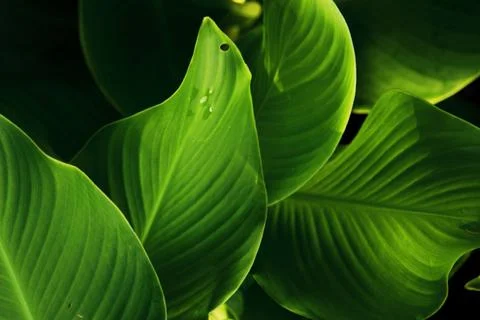 Leaf texture baground Stock Photos