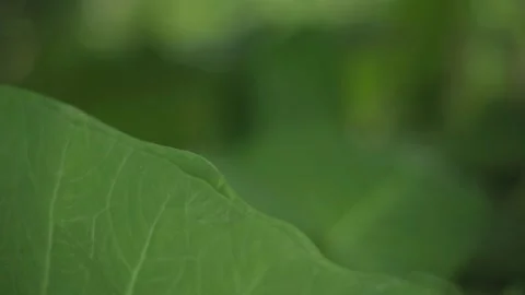 Leaf texture with blurry background Stock Footage 276830633