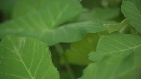 Leaf texture with blurry background Stock Footage 276830642