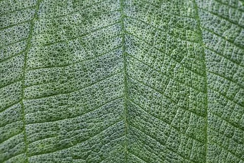 Leaf texture close up background, green nature design Foto stock