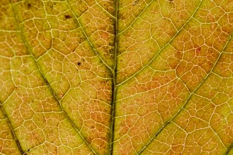 Leaf texture close-up, macro shot of fibers Stock Photos
