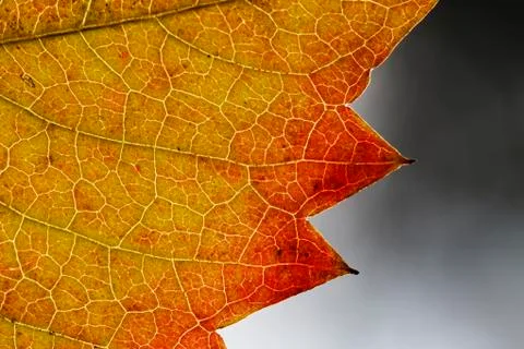 Leaf texture close-up, macro shot of fibers Stock Photos