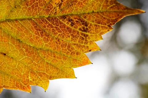Leaf texture close-up, macro shot of fibers Stock Photos