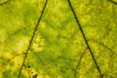 Leaf texture close-up, macro shot of fibers Foto stock