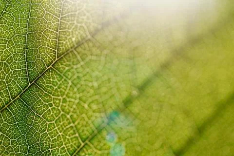 Leaf texture close-up, macro shot of fibers Stock Photos