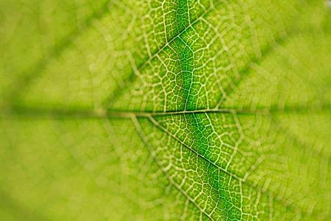 Leaf texture close-up, macro shot of fibers Stock Photos