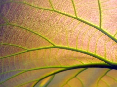 Leaf texture close up Stock Photos