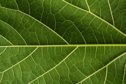 Leaf texture closeup pattern leaves Foto stock