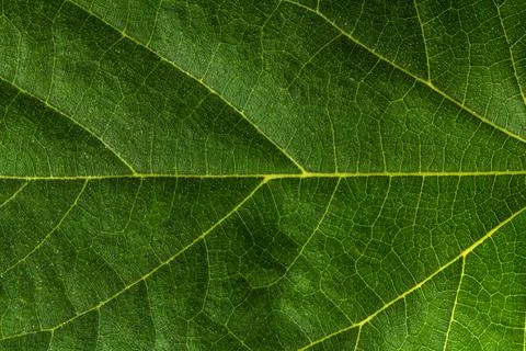 Leaf texture closeup pattern leaves Stock Photos