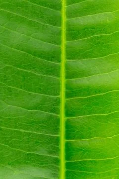 Leaf texture color green pattern Stock Photos