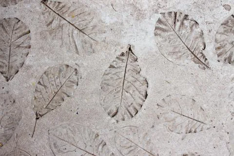 Leaf texture on a concrete floor Stock Photos
