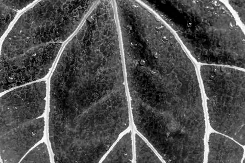 Leaf texture design leaf skeleton, macro nature texture. Black and white wall Stock Photos