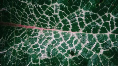 Leaf Texture Detailed Closeup Macro View Green White Stock Photos
