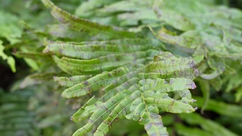 Leaf texture firn Stock Footage 337130993